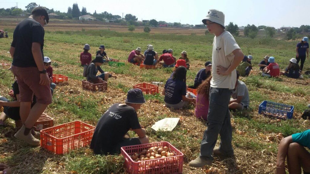 השומר יו”ש: “ניצחון במאבק בטרור החקלאי יכול למנוע התדרדרות לאינתיפאדה נוספת”