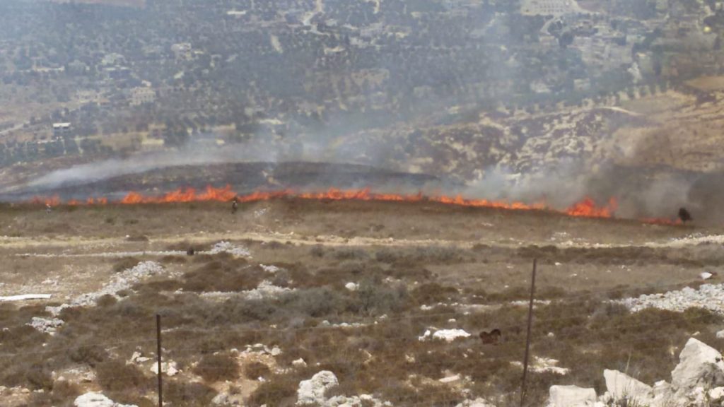 יצהר: עשרות עצים של חקלאי מיצהר נשרפו בעקבות הצתה ערבית