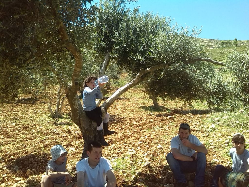 הנטיעות של גב ההר