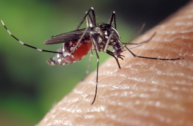 קדחת הנילוס המערבי הגיעה לשומרון: לראשונה נצפו יתושים נגועים בעלי זהב