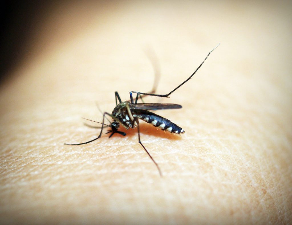 איך בוחרים קוטל יתושים?