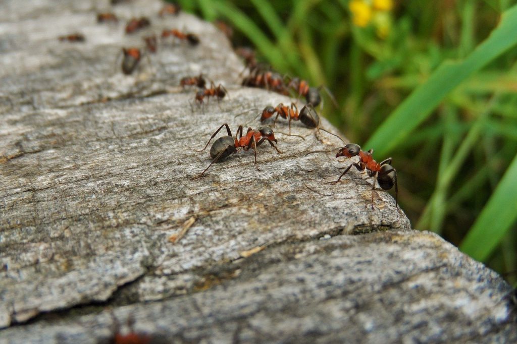 דרכים טבעיות להיפטר מנמלים