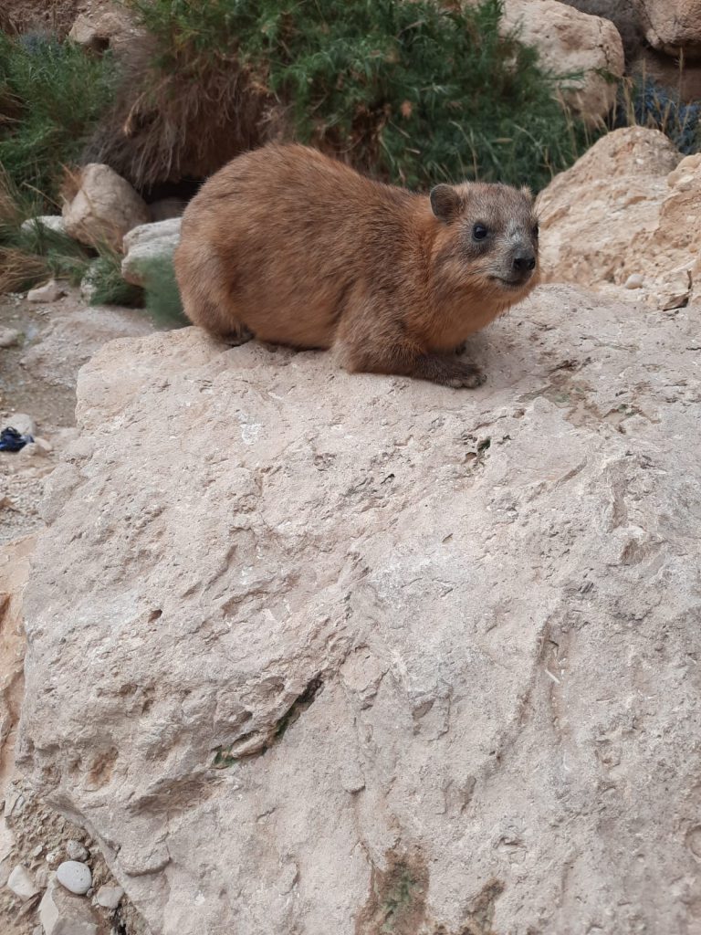 פרוייקט למניעת כניסת שפני סלע ליישובים למניעת הפצת שושנת יריחו