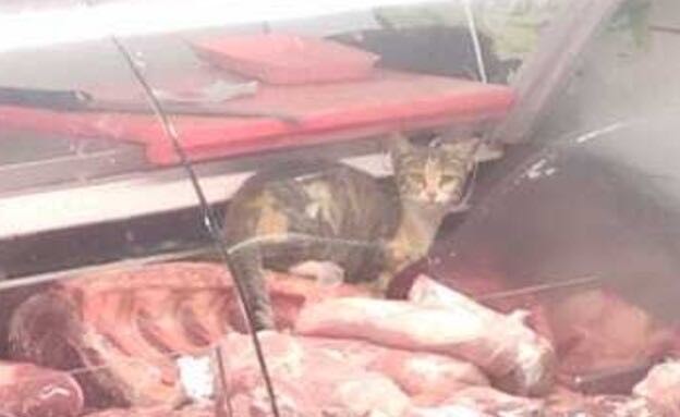 לא ייאמן: חתול חי הסתובב בתוך מקרר הבשר הטרי בסניף רמי לוי בבנימין